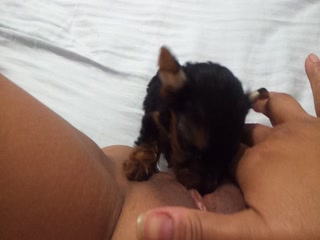 Litte Pet Licking Pussy For Teen