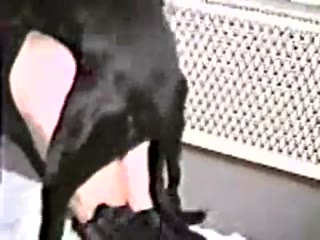 Black Big Hot Dog Fucking Hardcore