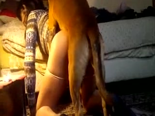 Dog fucks girl compilation - animal porn