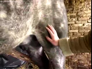 Horse Porn  - Old whore Rape Horse 