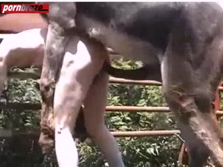 poor man first time try anal sex with animal