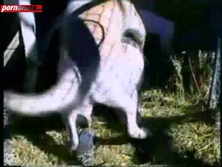 public fucking with dog