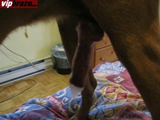 Cam Dog Sex In Motel