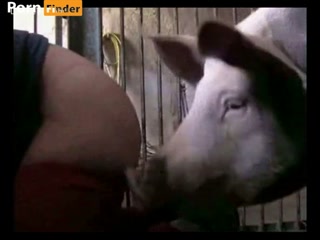 mature big ass fucked by pig