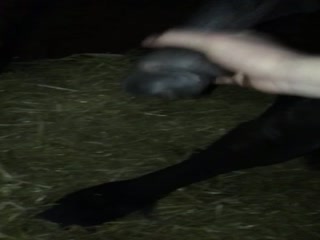 Horse Fucking Cook show porn Part 1