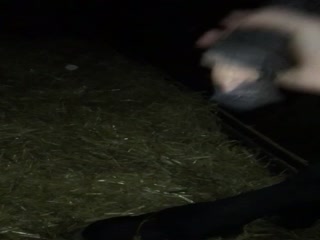 the horse gets standing when I runkade at the cook Part 3