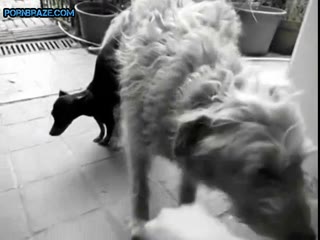 tiny dog Lucky fucked by large beast