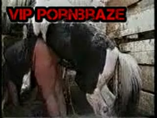 animal horse bang girl