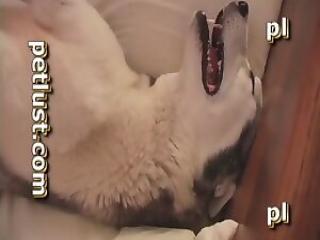 Dude's hard cock explores a dog's pussy