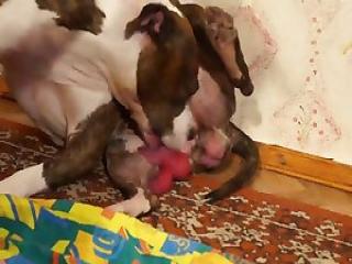 Astonishing zoophile loves her doggy