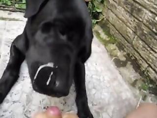 Rimjob porno movie with a sexy dog