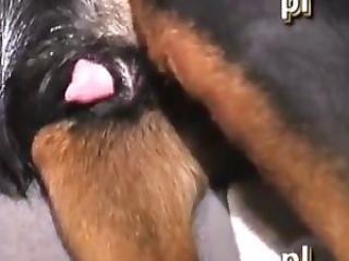 dog sex guy fucks his ass big dog cock