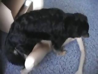 Dog porn video with fucking on the floor