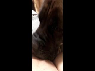 Compilation dog sucking girl's pussy PT 1