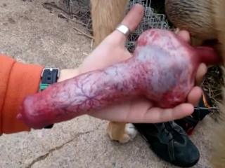 Dog receiving blowjob